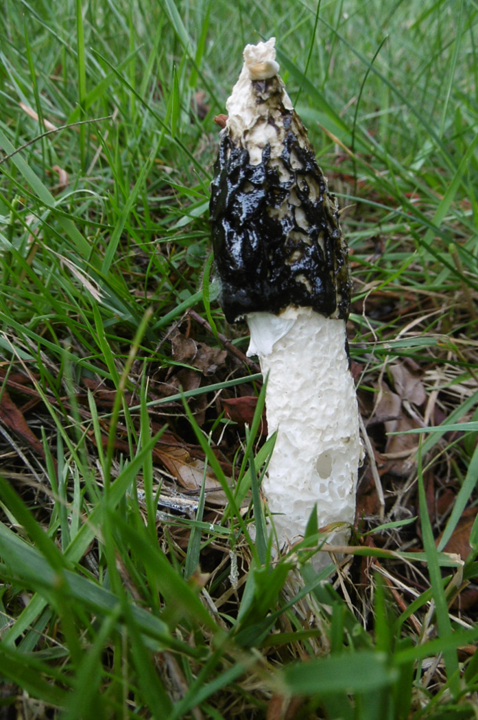 Photo by Ann Pitwell Phallus impudicus by Ann Pitwell